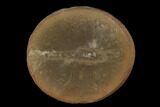 Fossil Shrimp (Palaeocaris) - Illinois #120924-1